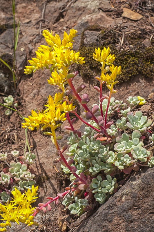 SpreadingStonecrop100-Edit
