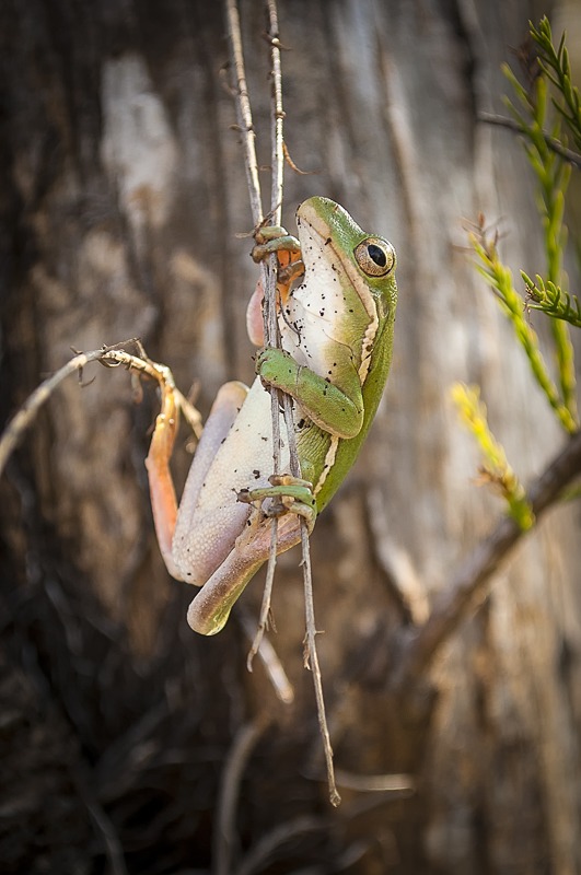Squirrel Treefrog