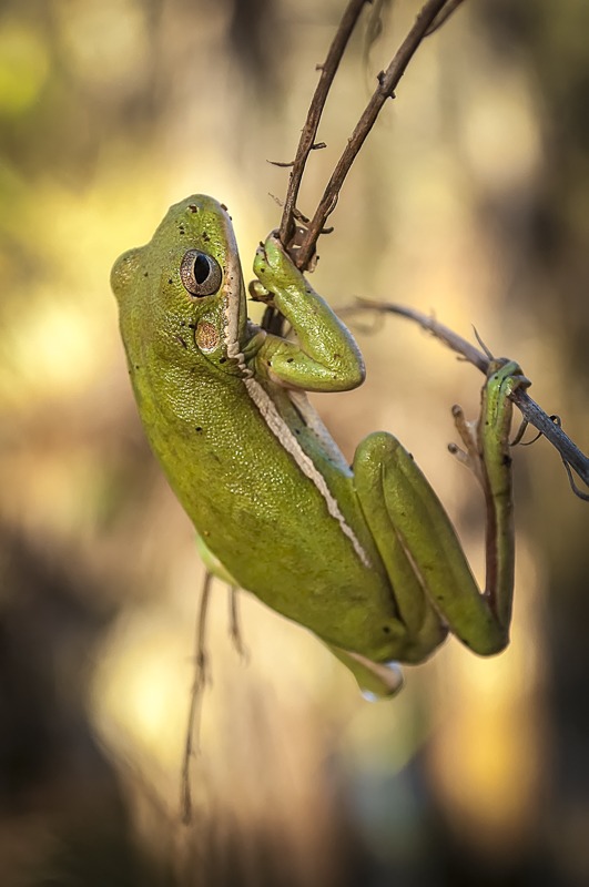 Squirrel Treefrog