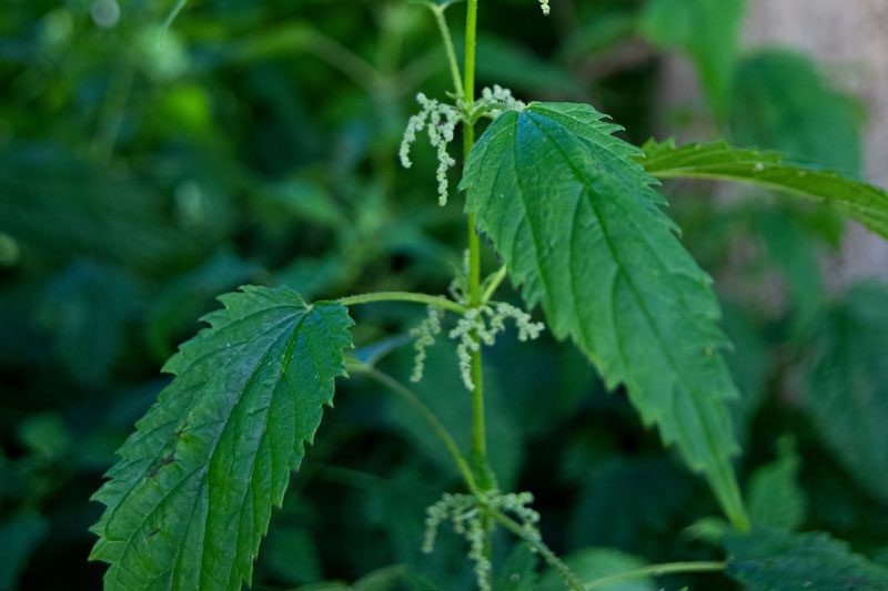 StingingNettle