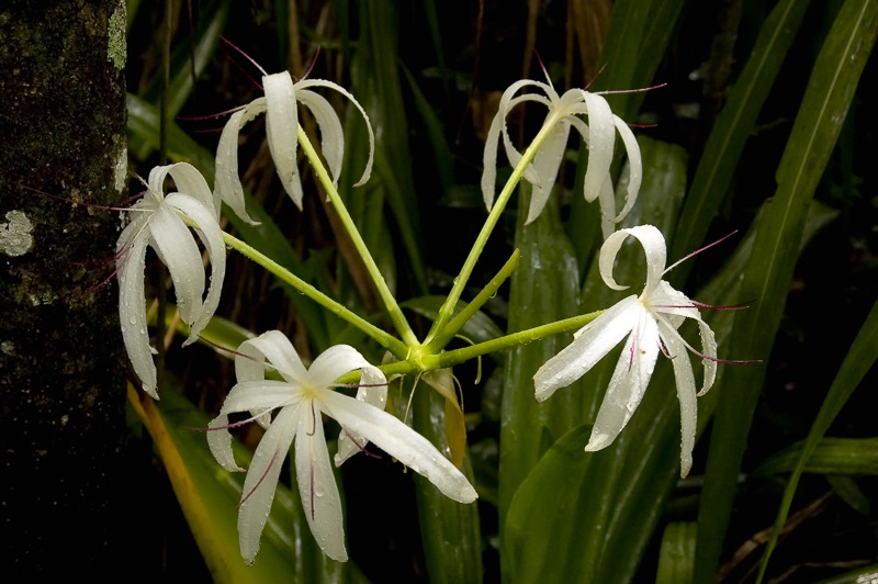 Swamp Lilies