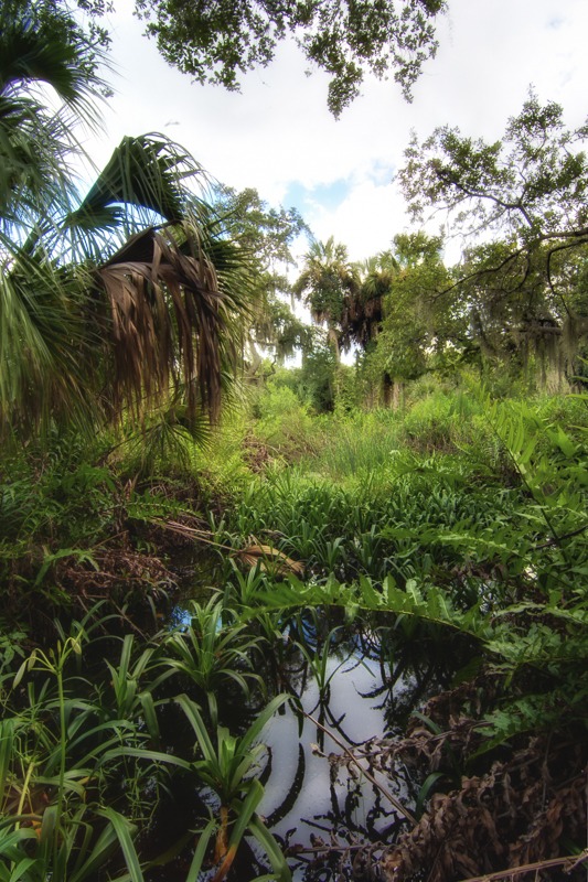 Wetlands of Terra Ceia Preserve