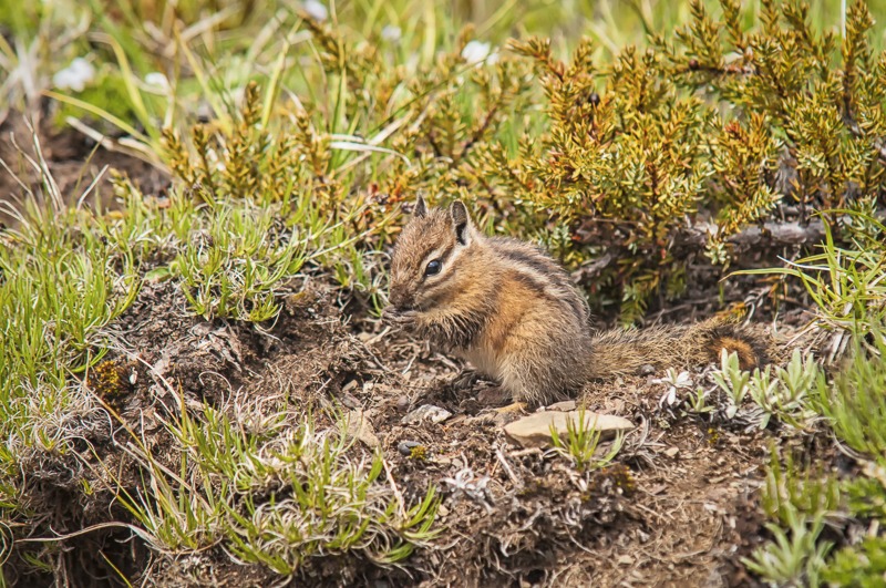 Townsend's Chipmunk