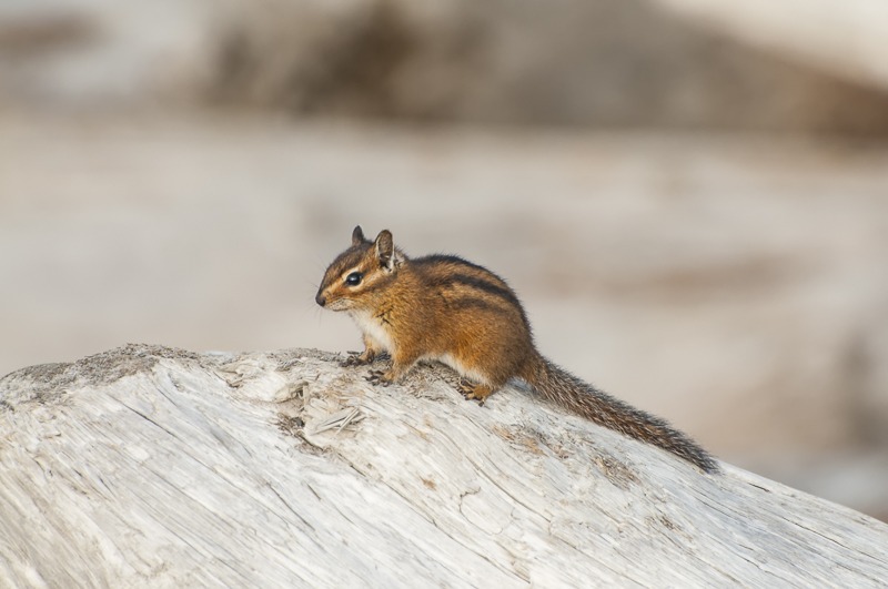 Townsend's Chipmunk