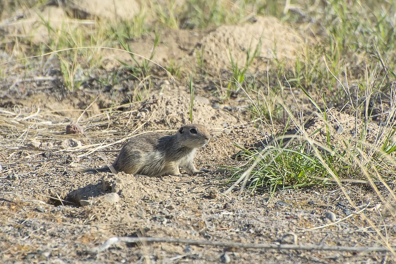 Townsend's Ground Squirrel