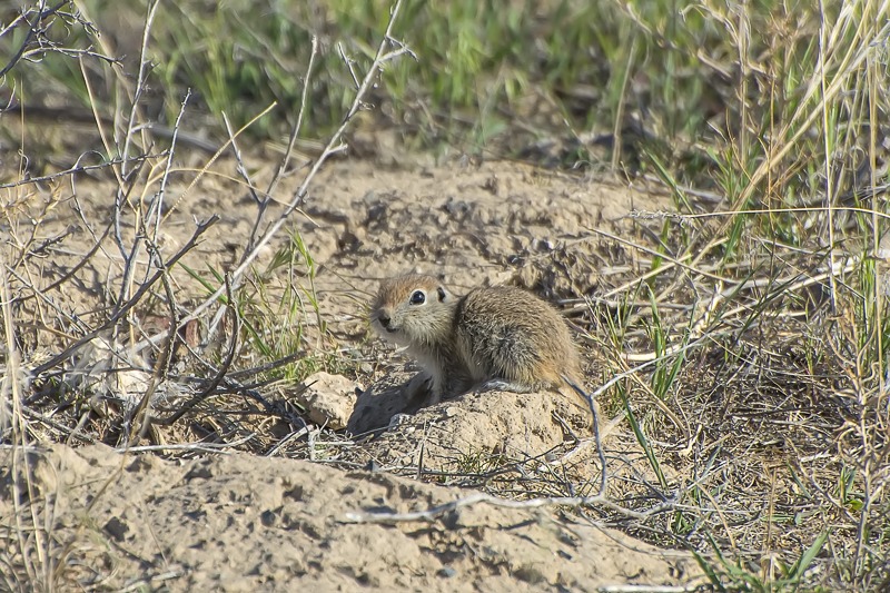 Townsend's Ground Squirrel
