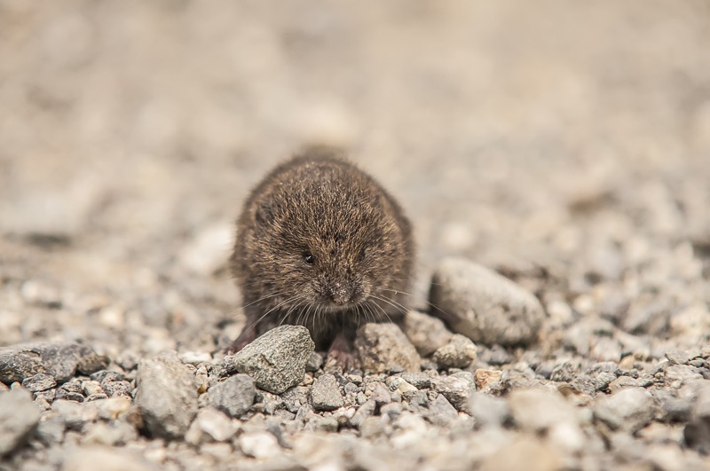 Townsend's Vole