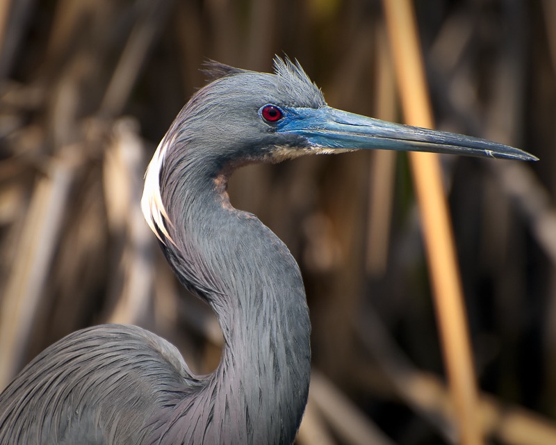 Tricolored Heron in Breeding Plumage