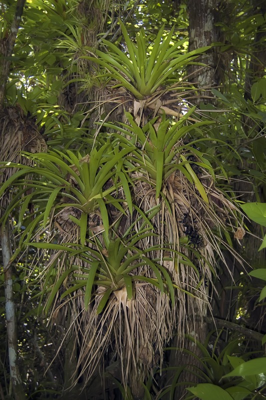 West Indian Tufted Airplants (Guzmania monostachia)