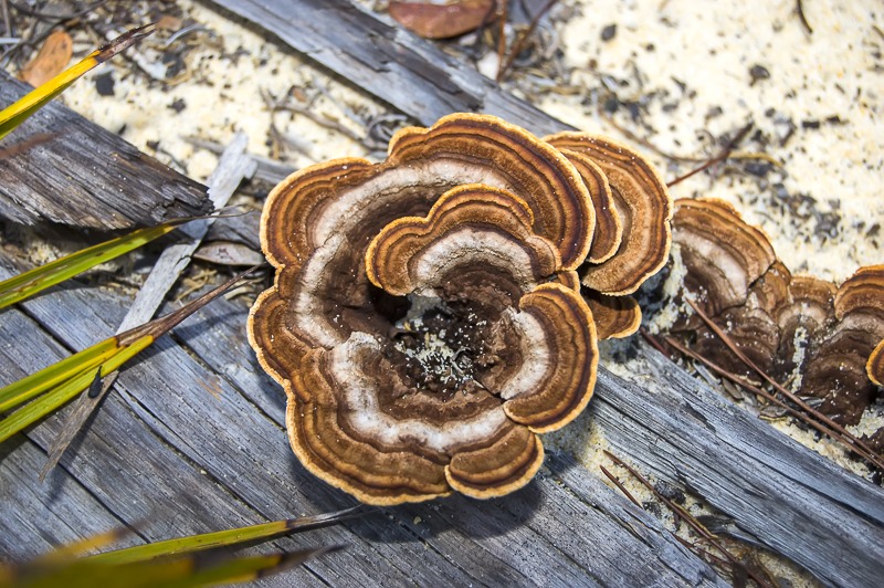 TurkeyTail200