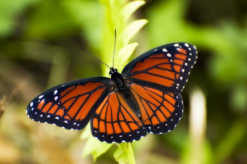 Viceroy100