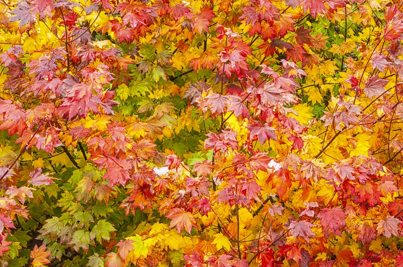 VineMaple100 Autumn Colors
