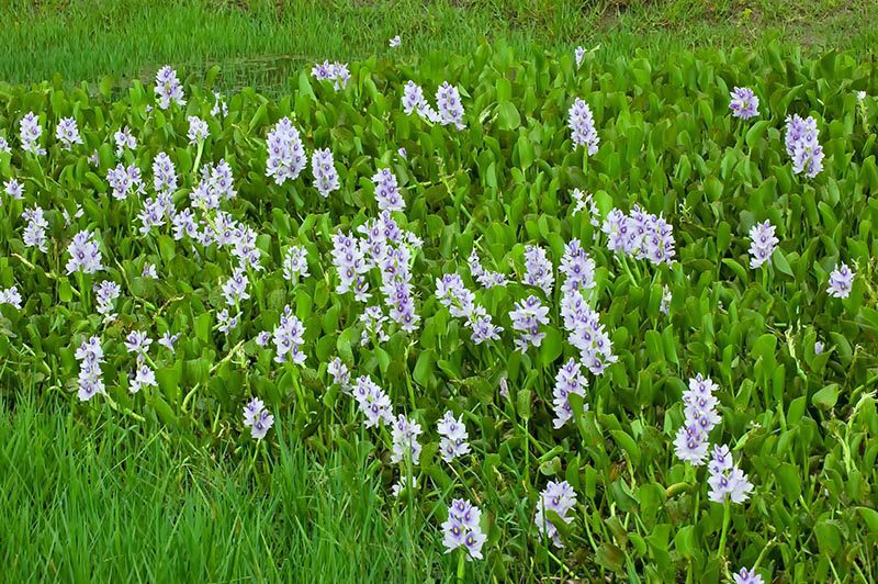 WaterHyacinth100
