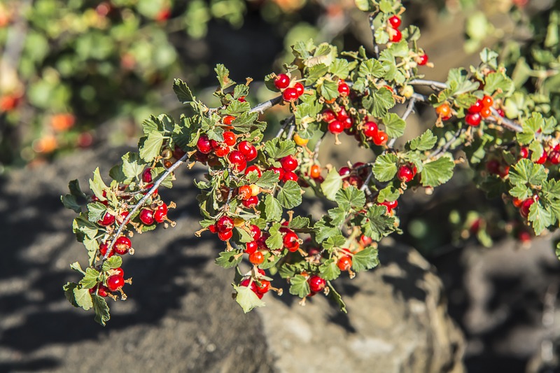 Wax Currant