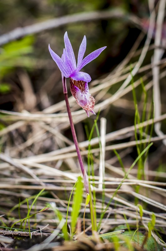 Western Fairy Slipper
