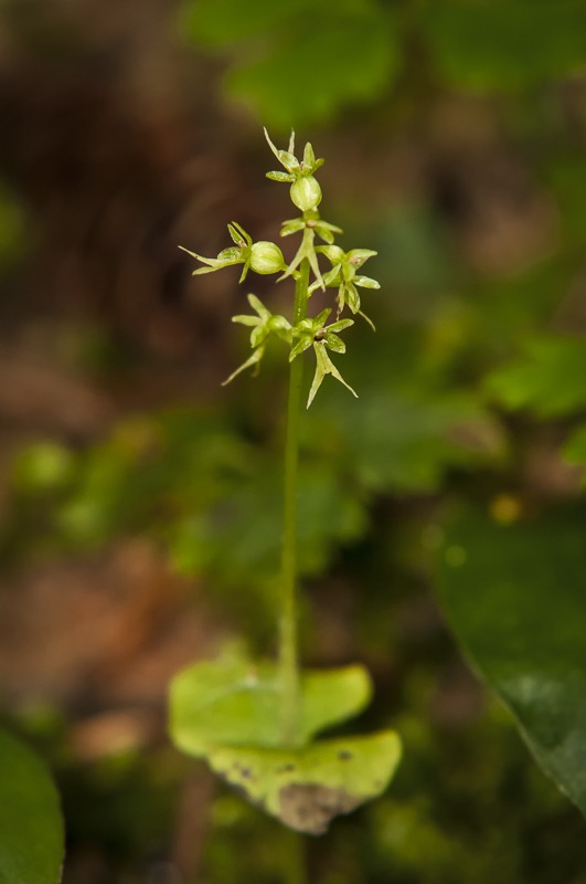 WesternHeartLeavedTwayblade100 Western Heart-Leaved Twayblade