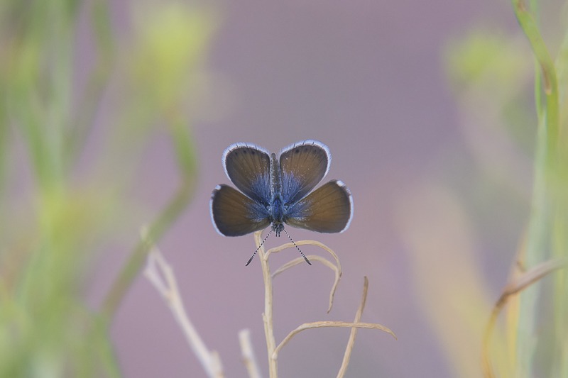 Western Pygmy-Blue