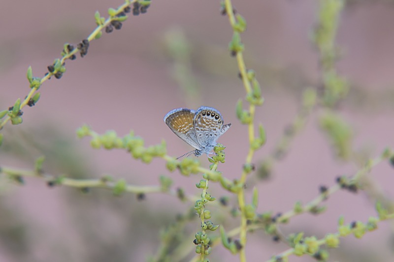 Western Pygmy-Blue