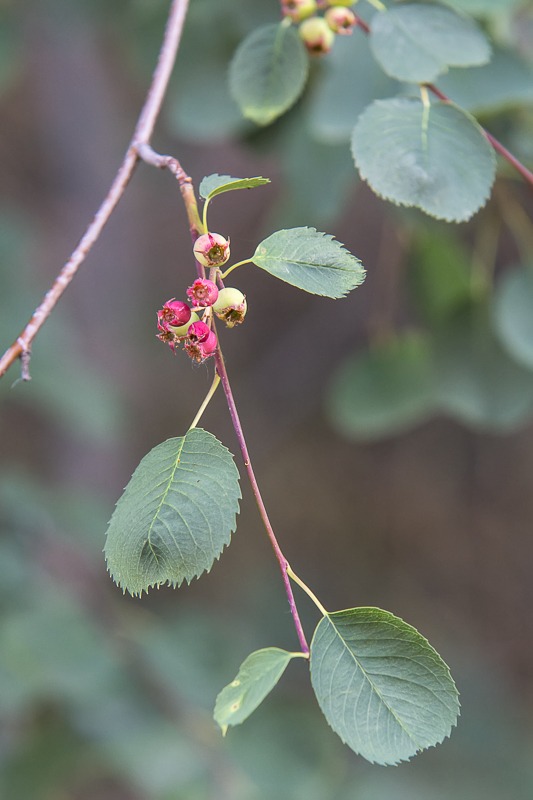 Western Serviceberry