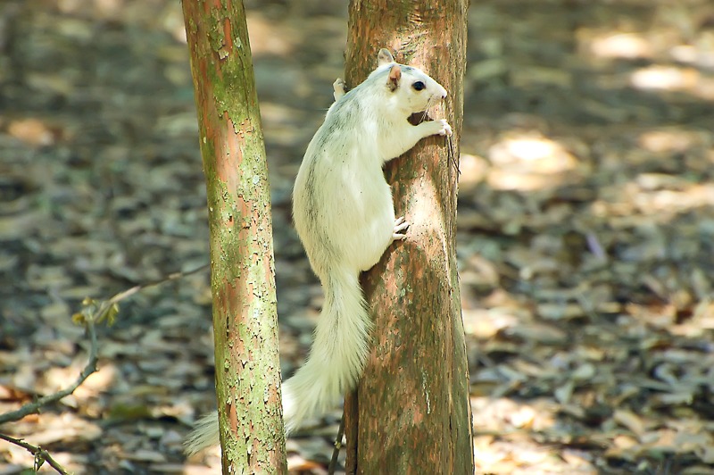 White Fox Squirrel
