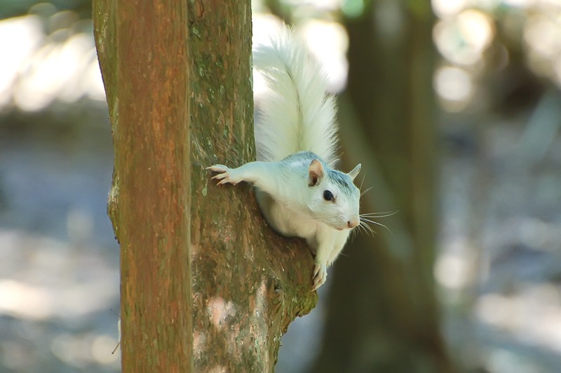 White Fox Squirrel