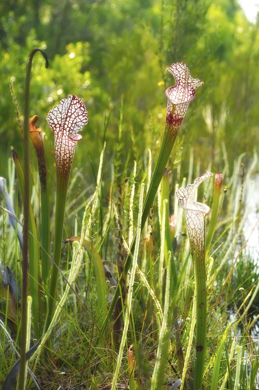 White-topped Pitcher Plant (Sarracenia leucophylla)