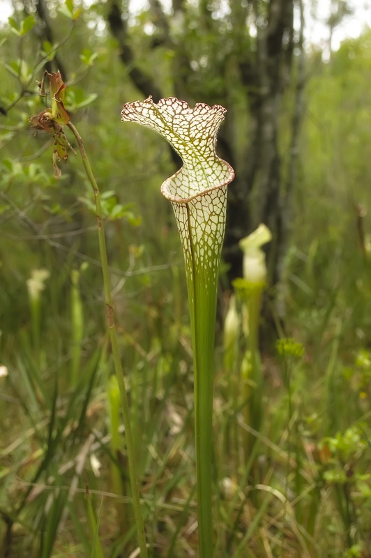 White-topped Pitcher Plant (Sarracenia leucophylla)