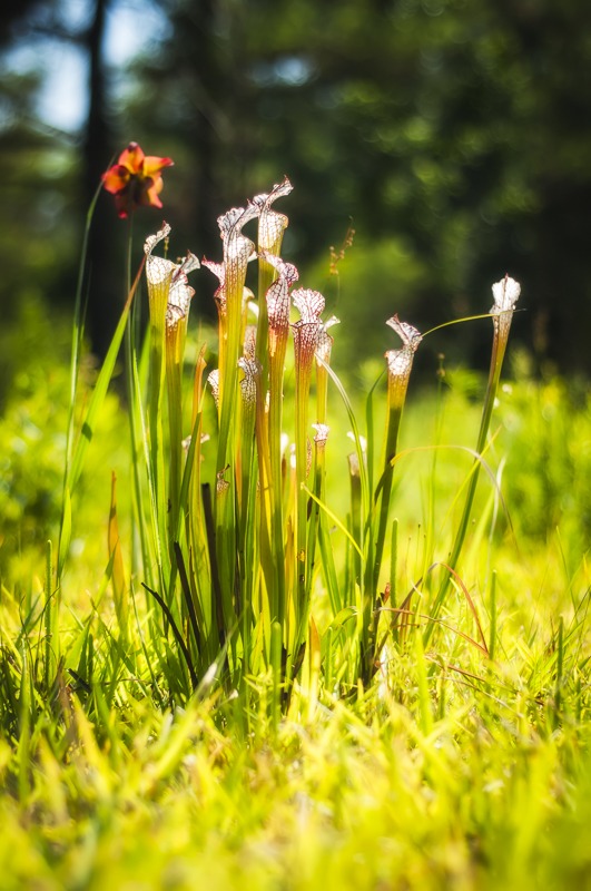 White-topped Pitcher Plant (Sarracenia leucophylla)