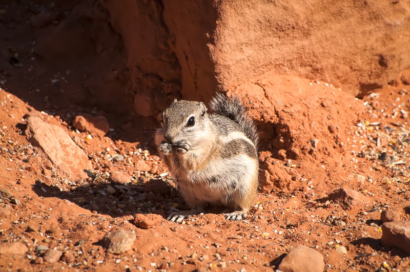 White-Tailed Antelope Squirrel