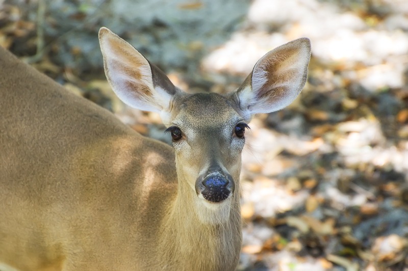 White-tailed Deer