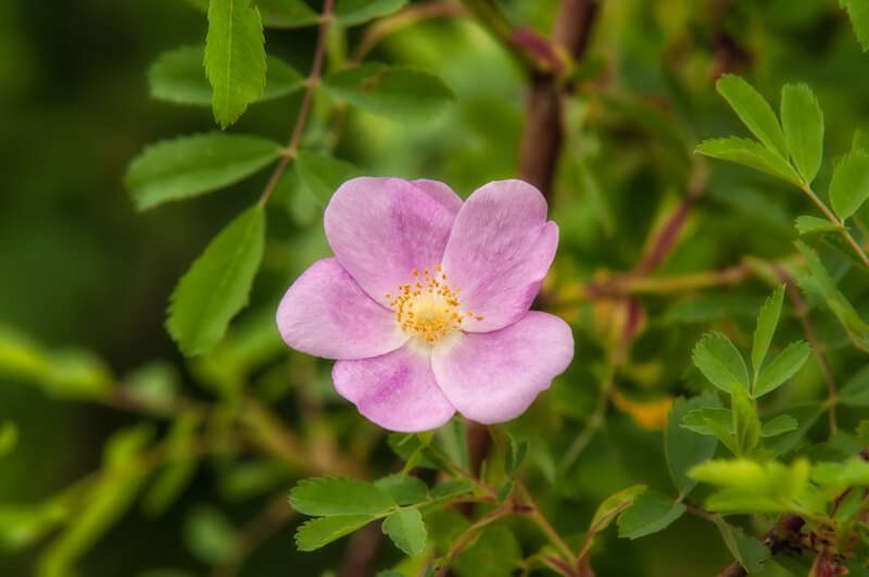 WoodsRose100