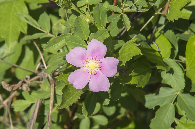 Woods' Rose
