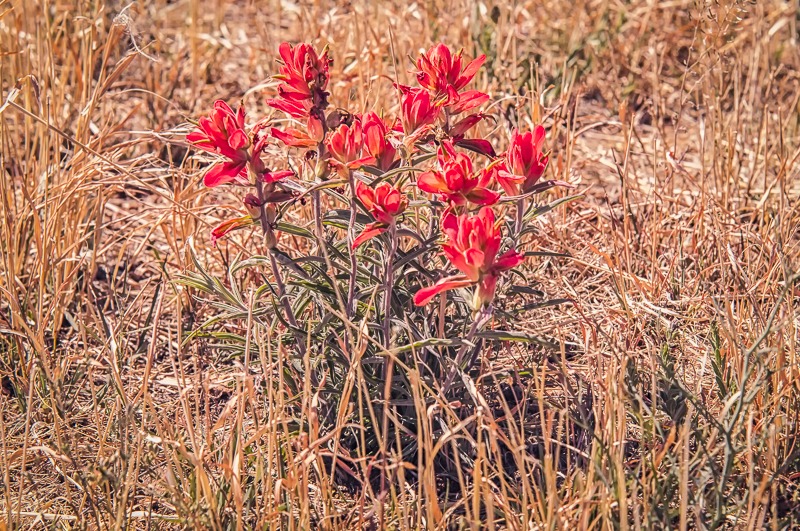 Woolly Indian Paintbrush