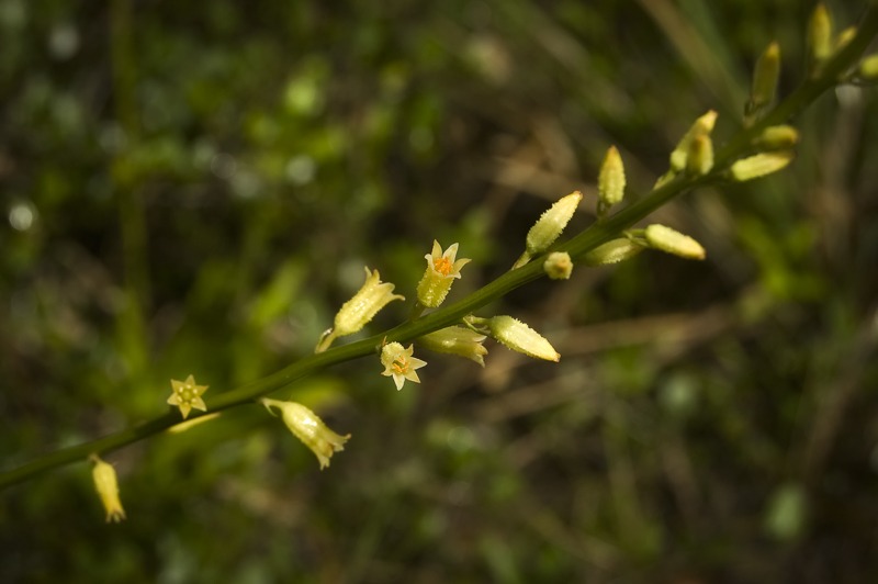 YellowColicRoot100