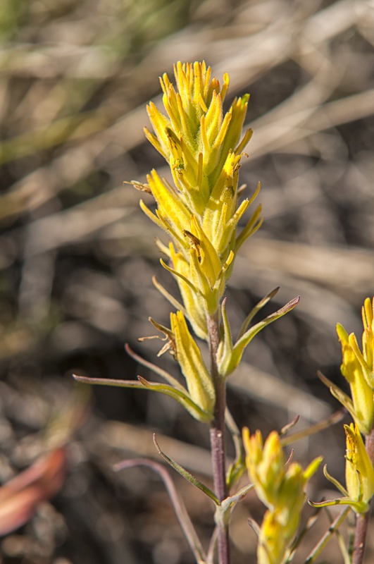 Yellow Indian Paintbrush