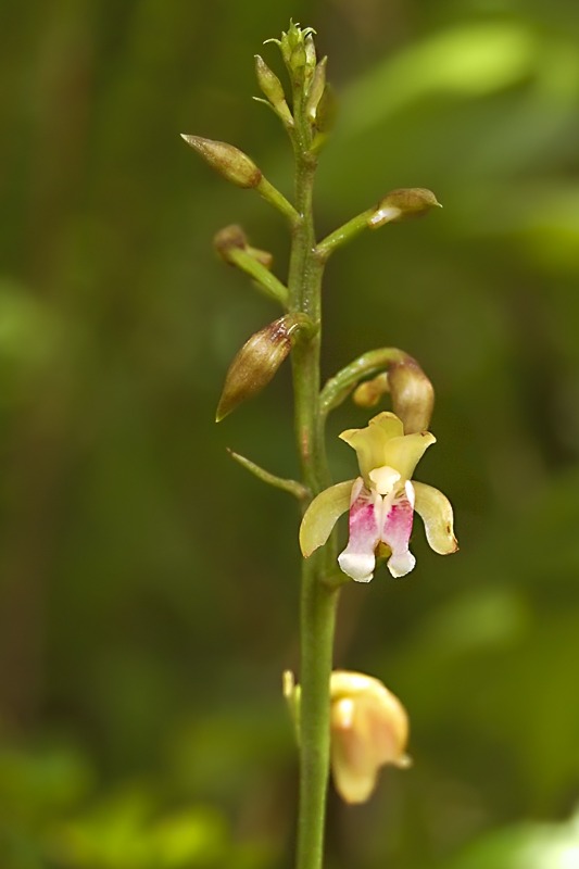 Cymbidieae - Click to Enlarge African Spotted Orchid (Oeceoclades maculata)