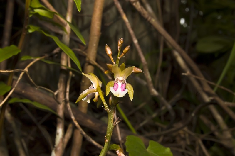 Cymbidieae - Click to Enlarge African Spotted Orchid (Oeceoclades maculata)