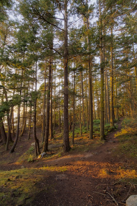 Forest Trail