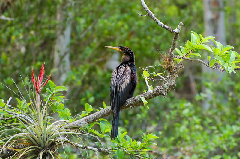 Anhinga