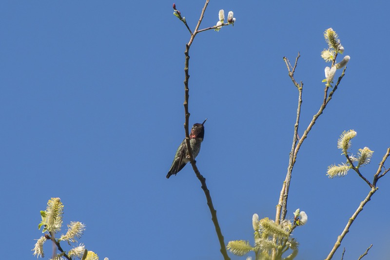 Anna's hummingbird