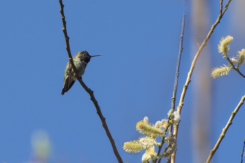 Anna's hummingbird