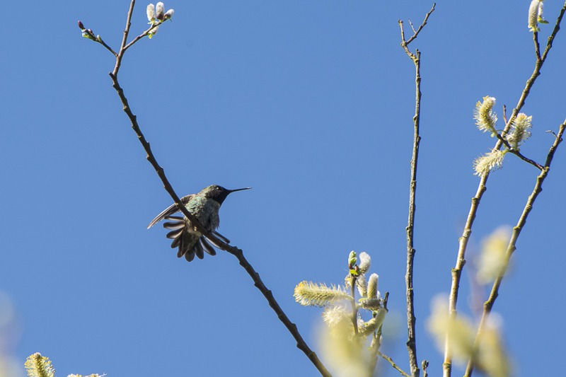 Anna's hummingbird