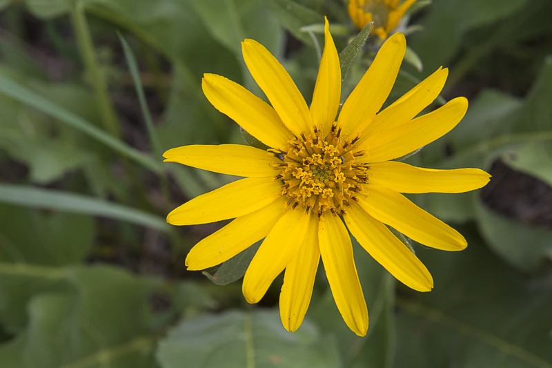 Arrowleaf Balsamroot