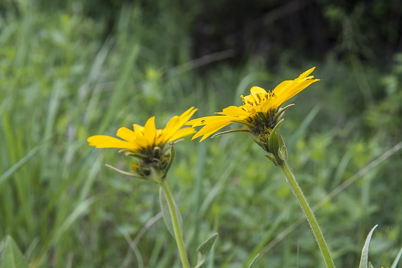 Arrowleaf Balsamroot