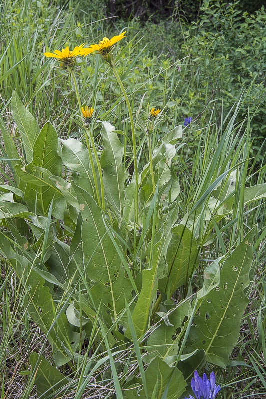 Arrowleaf Balsamroot