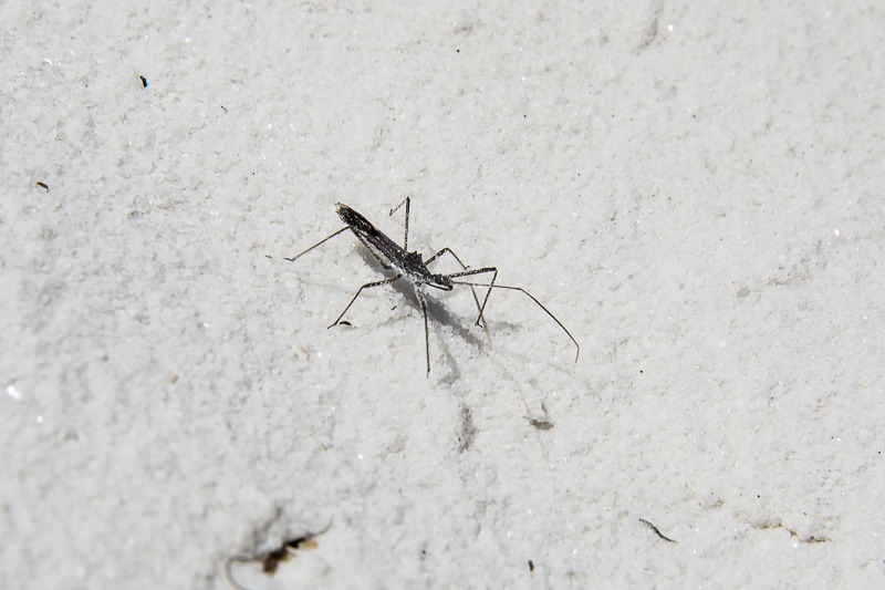 Assassin Bug