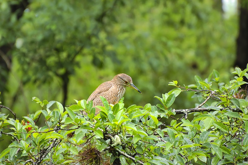 Juvenile Black-crowned Night-Heron
