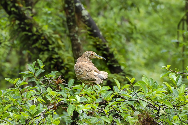 Juvenile Black-crowned Night-Heron