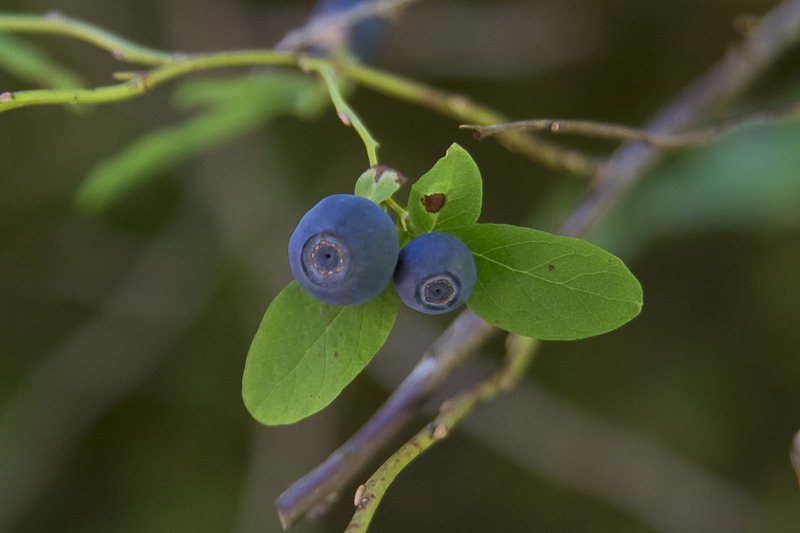 Black Huckleberry