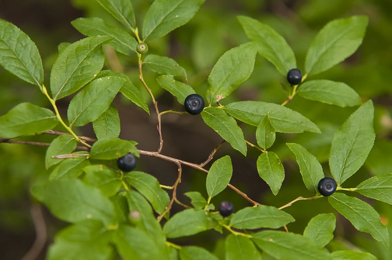 Black Huckleberry
